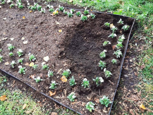 Zaměstnanci úřadu nechali vysázet tisíce květin. Vandalové je poškodili