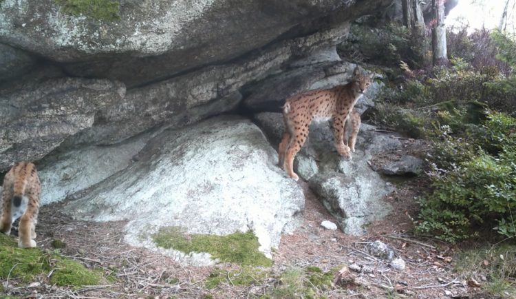 Rysice s koťaty se objevila před kamerou v česko-rakouském příhraničí