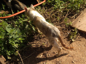 V Chýnově začal odchyt zanedbaných koček. Jejich zdravotní stav se zhoršil