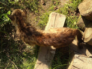 V Chýnově začal odchyt zanedbaných koček. Jejich zdravotní stav se zhoršil