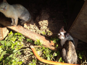 V Chýnově začal odchyt zanedbaných koček. Jejich zdravotní stav se zhoršil