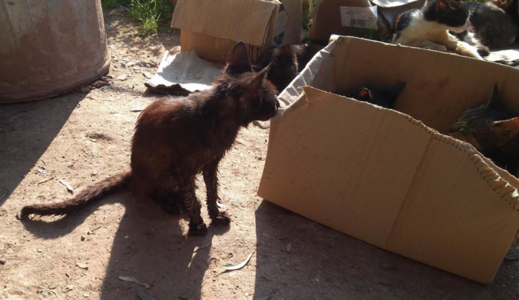 V Chýnově začal odchyt zanedbaných koček. Jejich zdravotní stav se zhoršil