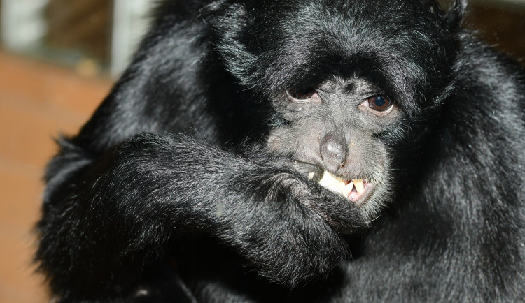 V olomoucké zoo uhynul vlídný samec největšího gibona Bento. Žil zde neuvěřitelných 28 let