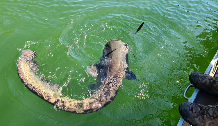 Čeští vědci budou Italy učit jíst sumce. Na jihu Evropy jde o invazivní druh