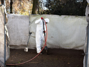 Unikátní jilm, který stojí v Písku, se dočkal speciálního ošetření