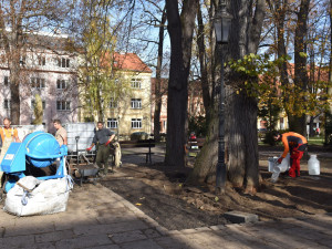 Unikátní jilm, který stojí v Písku, se dočkal speciálního ošetření