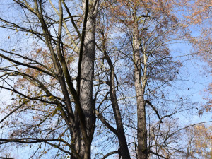 Unikátní jilm, který stojí v Písku, se dočkal speciálního ošetření