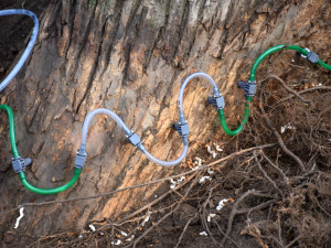 Unikátní jilm, který stojí v Písku, se dočkal speciálního ošetření