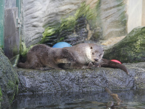 I na podzim má Jihočeská zoologická zahrada co nabídnout