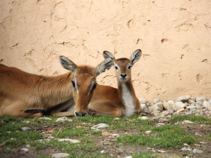 I na podzim má Jihočeská zoologická zahrada co nabídnout