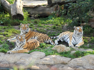 I na podzim má Jihočeská zoologická zahrada co nabídnout