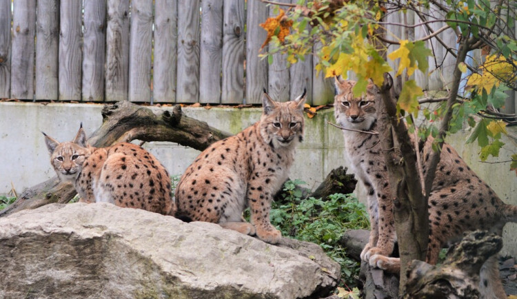 I na podzim má Jihočeská zoologická zahrada co nabídnout