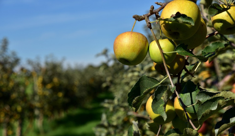 Ceny jablek jsou nejnižší za dva roky. Důvodem válka a přebytek jablek z Polska