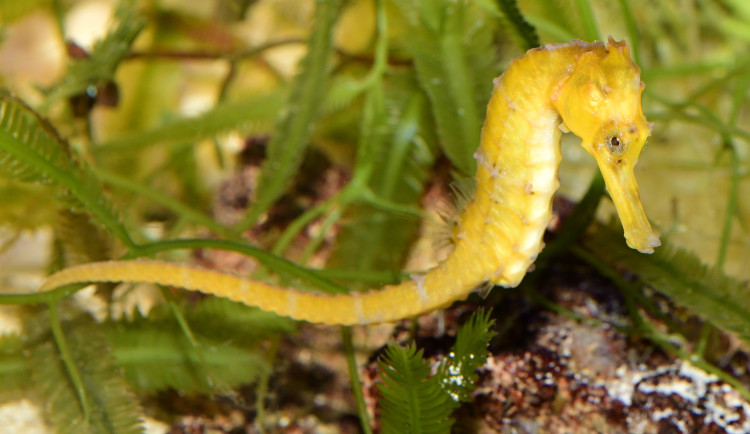 Do olomoucké zoo se vrátili mořští koníci. Najít je v akváriu není snadné, jsou to mistři kamufláže