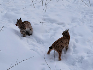 Zraněné a osiřelé šumavské rysy zachrání na bavorské straně hranice, kde pro ně vznikne speciální zařízení