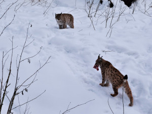 Zraněné a osiřelé šumavské rysy zachrání na bavorské straně hranice, kde pro ně vznikne speciální zařízení