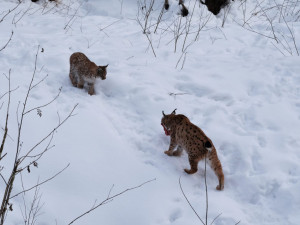 Zraněné a osiřelé šumavské rysy zachrání na bavorské straně hranice, kde pro ně vznikne speciální zařízení