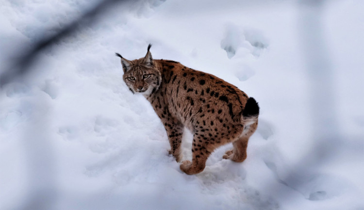 Zraněné a osiřelé šumavské rysy zachrání na bavorské straně hranice, kde pro ně vznikne speciální zařízení