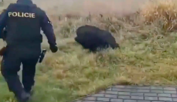 Policie v Budějcích naháněla prase