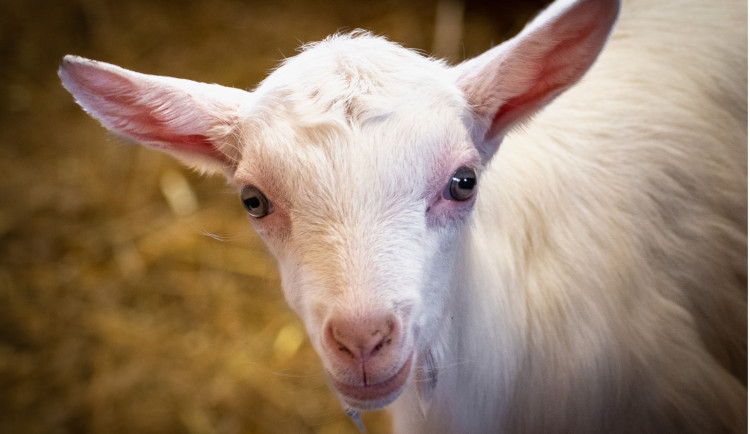 Zoologická zahrada zachránila přes dvě desítky kůzlat, kterým hrozila zbytečná smrt