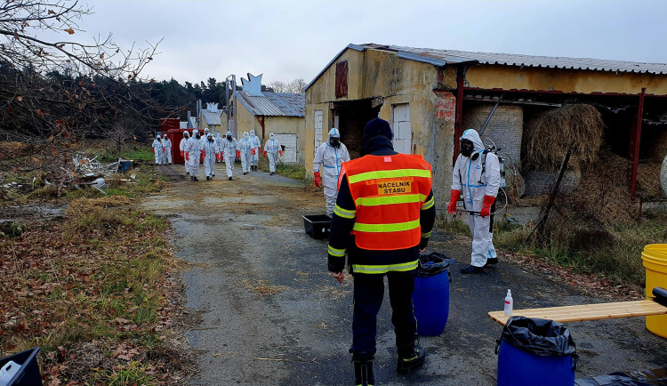 Veterináři začali utrácet v chovu ve Frahelži 15 tisíc kachen kvůli ptačí chřipce