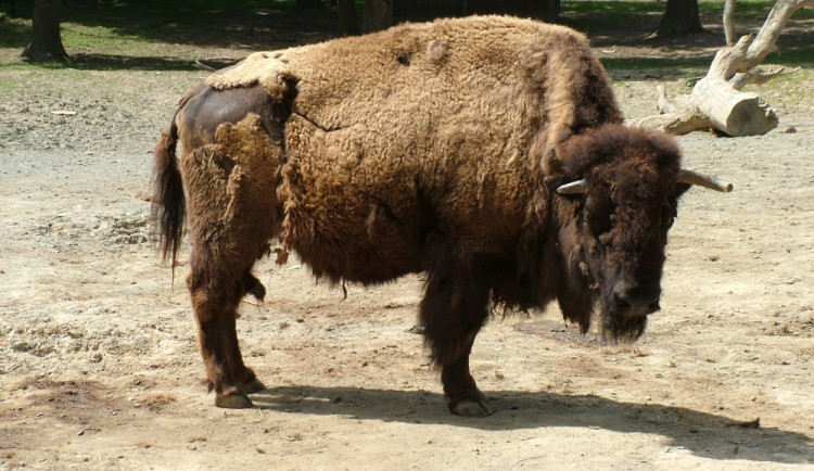 Brněnskou zoo doutná spor kvůli zabití bizona. Zaměstnanci mluví o šikaně i ztrátě masa