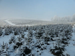 Nevíte kde pořídit vánoční stromek? Prodej u Lesů města Písku je již tradicí