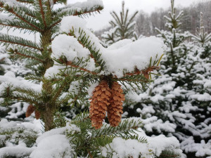 Nevíte kde pořídit vánoční stromek? Prodej u Lesů města Písku je již tradicí