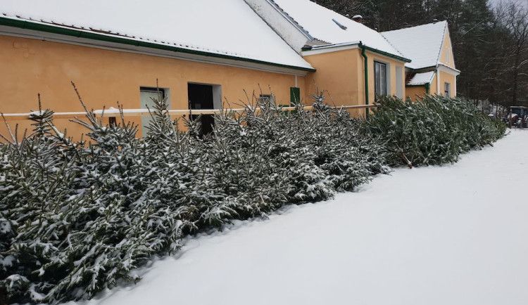 Nevíte kde pořídit vánoční stromek? Prodej u Lesů města Písku je již tradicí