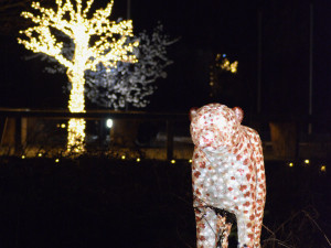 Zoo Hluboká se rozsvítí již v pátek 9. prosince