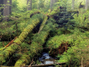 Ministerstvo potvrdilo, že se v jádru Boubínského pralesa nesmí zasahovat