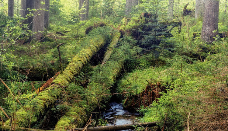 Ministerstvo potvrdilo, že se v jádru Boubínského pralesa nesmí zasahovat