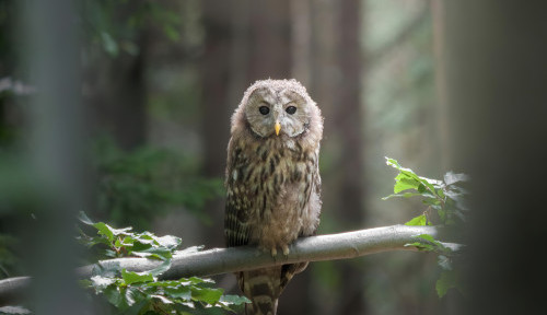 Nebráníte divokou a vzácnou přírodu na horách, pustili se ochránci do správy Jeseníků. Ta to odmítá