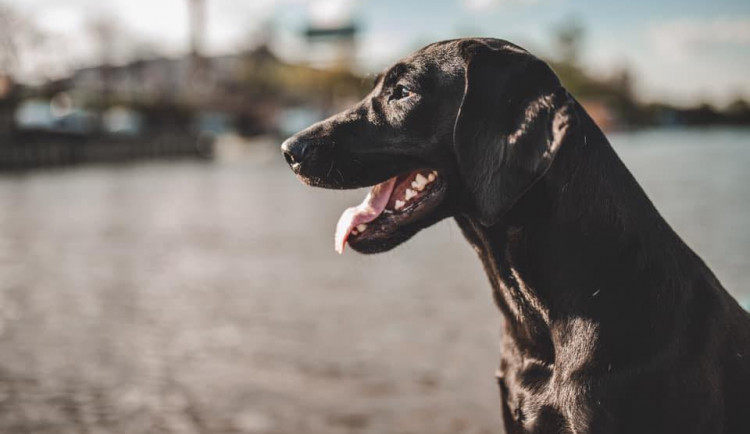 Na psí exkrementy budou mít pejskaři z Prostějova ekologické sáčky. Město za ně dá 55 tisíc korun