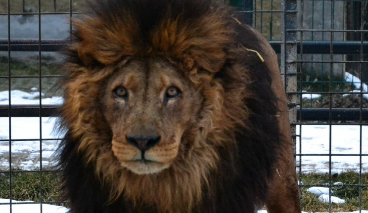 Zemřel lev Ugas. V Zoo Dvorec byl od jejího počátku