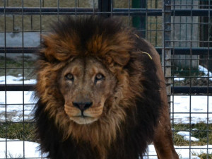 Zemřel lev Ugas. V Zoo Dvorec byl od jejího počátku