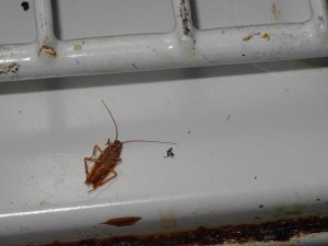 Mrtví švábi v lednici. Inspekce zavřela oblíbenou asijskou restauraci Met
