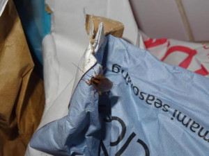 Šváby v lednici. Inspektoři zavřeli českobudějovickou restauraci Met