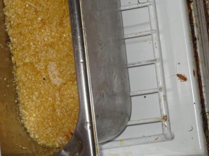 Šváby v lednici. Inspektoři zavřeli českobudějovickou restauraci Met