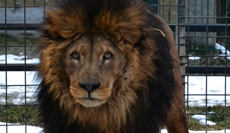 Zemřel lev Ugas. V Zoo Dvorec byl od jejího počátku