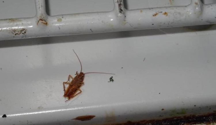 Šváby v lednici. Inspektoři zavřeli českobudějovickou restauraci Met