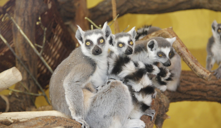 Štědrý den v Zoo Hluboká. Soutěžte o rodinnou vstupenku a krmení lemurů