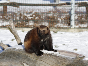 Štědrý den v Zoo Hluboká. Soutěžte o rodinnou vstupenku a krmení lemurů