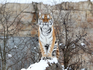 Štědrý den v Zoo Hluboká. Soutěžte o rodinnou vstupenku a krmení lemurů