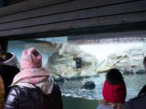 Štědrý den v Zoo Hluboká. Soutěžte o rodinnou vstupenku a krmení lemurů