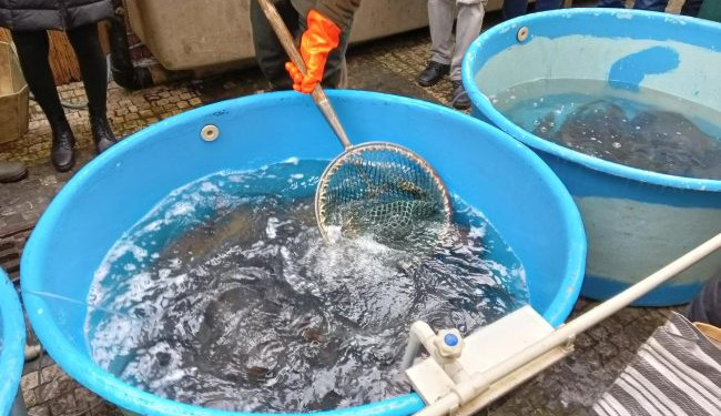 Veterináři začnou s kontrolou prodeje kaprů. Nahlášeno je zhruba 3000 prodejních míst