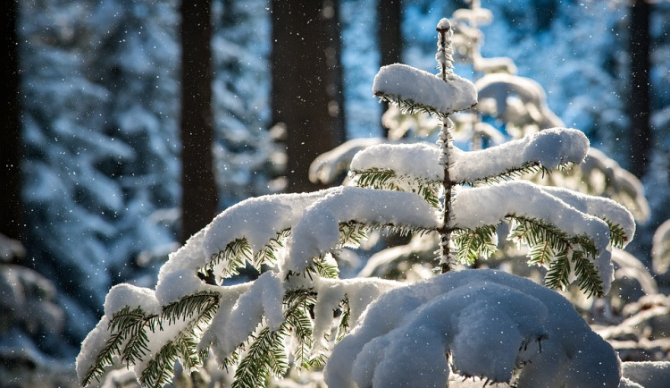 Bílé Vánoce zažily Karlovy Vary naposled v roce 2010. Na Štědrý den napadlo 24 centimetrů