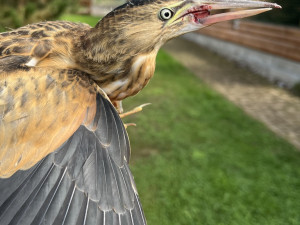 poraněný bukáček malý