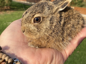 zbytečně sebrané mládě zajíce polního