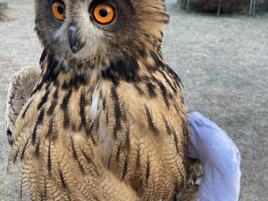 léčení křídla u výra velkého